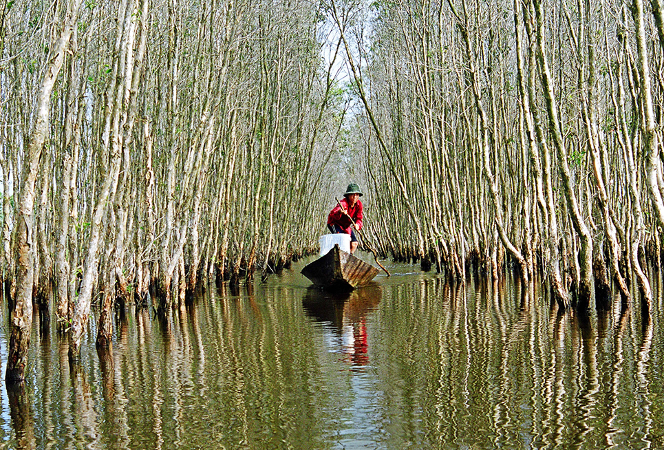 Ảnh "Dưới tán rừng tràm U Minh" - Tác giả: Huỳnh Minh Hải - Đạt Giải nhì Cuộc thi sáng tác ảnh về đa dạng sinh học